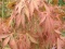 Acer palmatum 'Burgandy Lace'.JPG